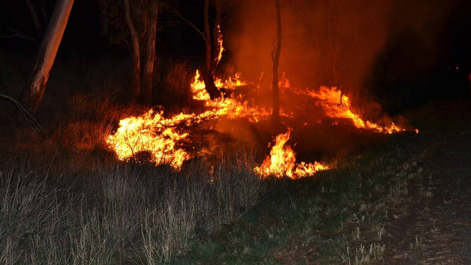 Bushfire burning through the grass.