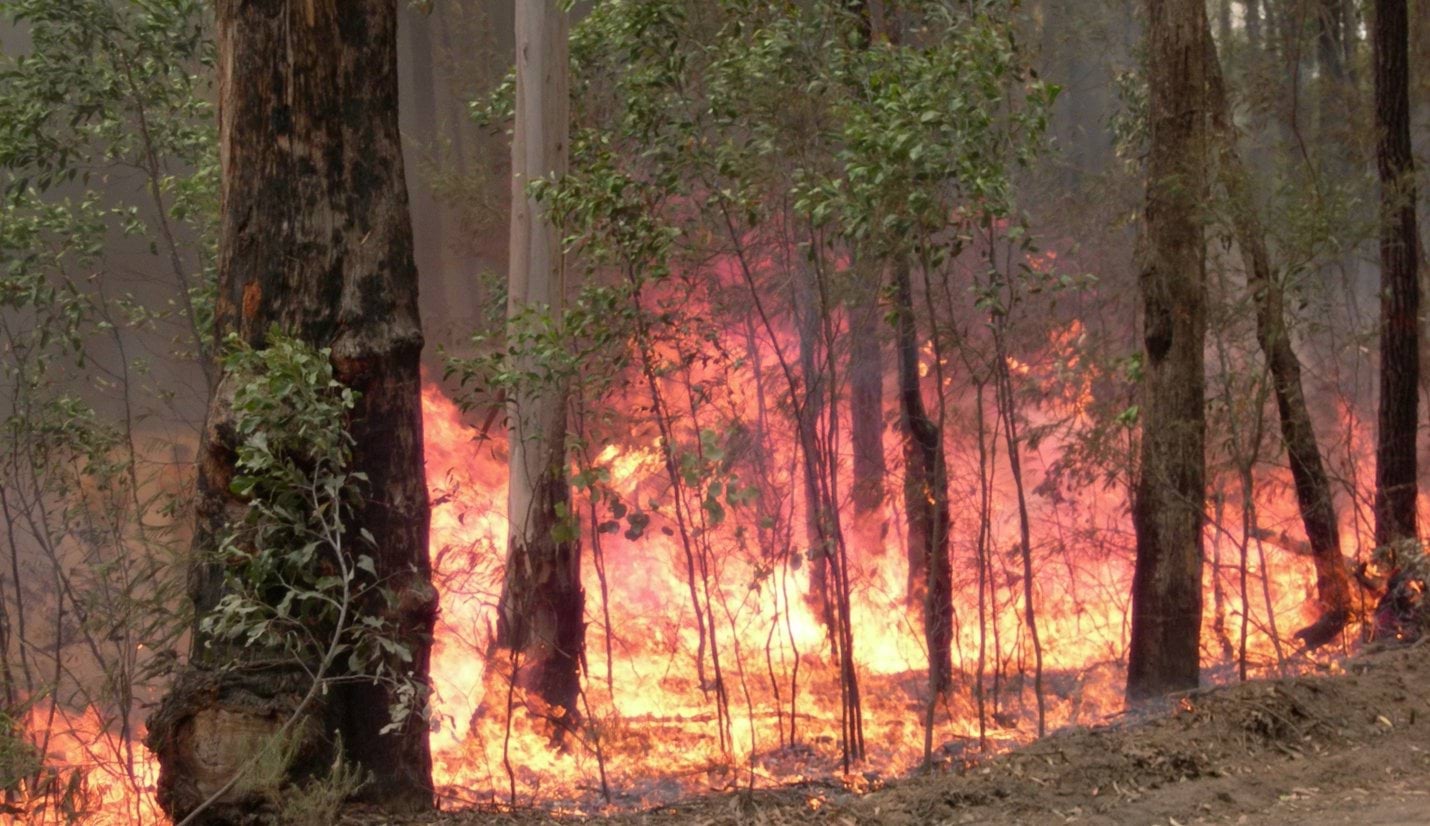 Fire blazing through the trees next to a dirt road. 